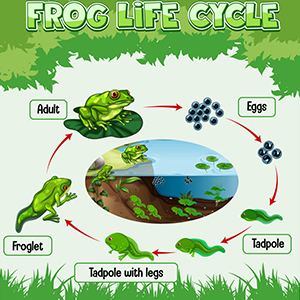 Life cycle of a Frog Poster